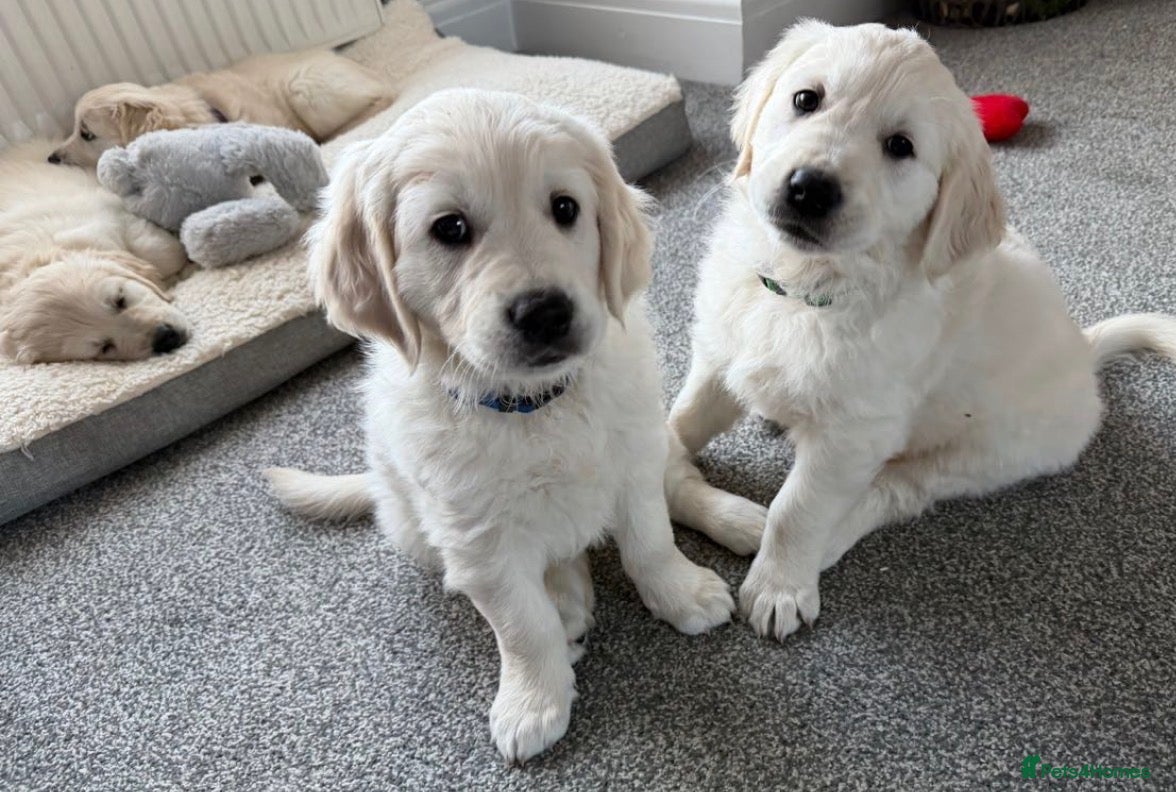 Golden Retriever dogs Golden retriever pups ready now  - Advert 3
