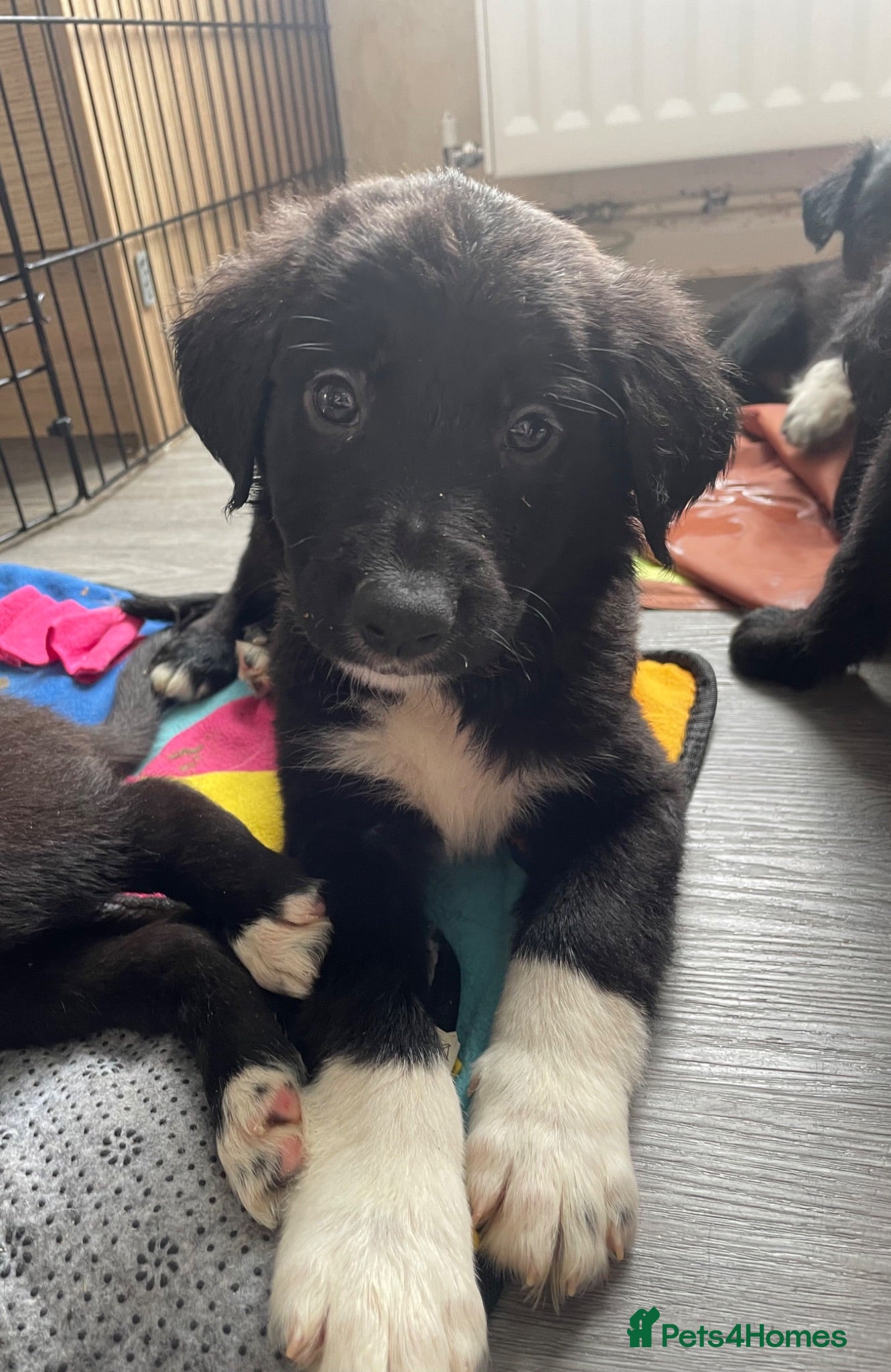 Mixed Breed dogs Last 5x left. Beautiful mixed breed puppies - Advert 15