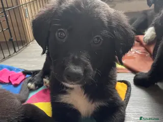 Mixed Breed dogs Last 5x left. Beautiful mixed breed puppies - Advert 1