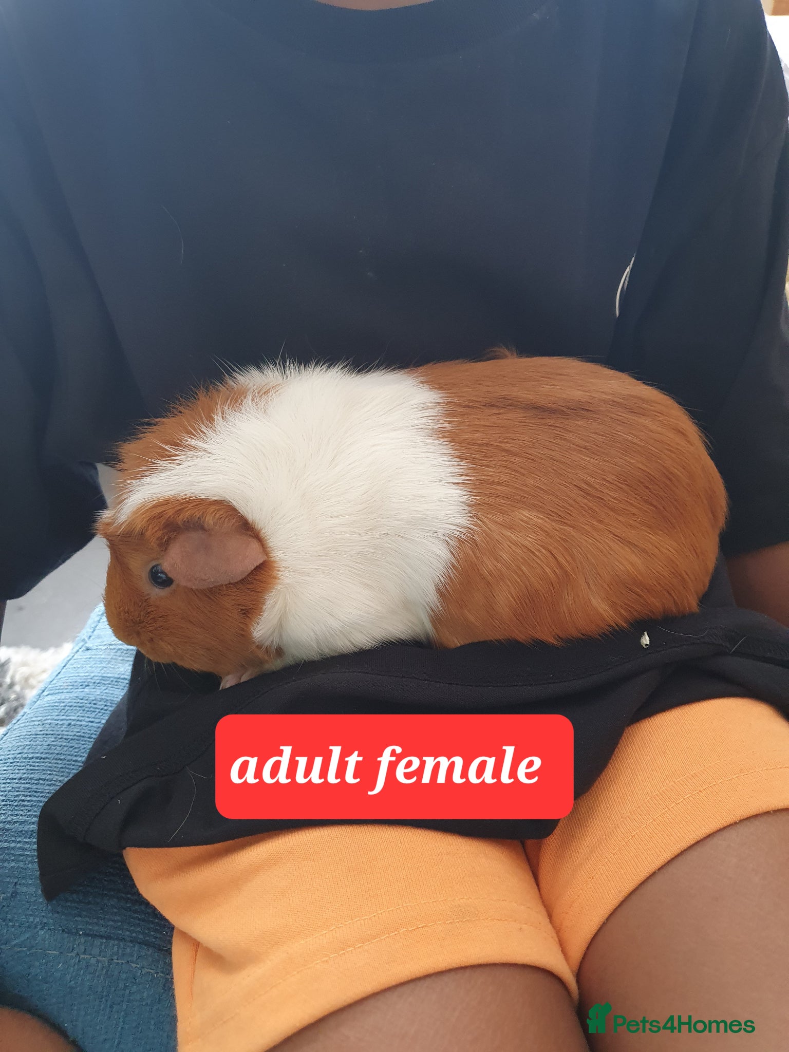 Guinea Pig rodents Guinea pigs - Advert 15