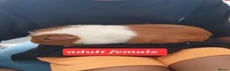 Guinea Pig rodents for sale: Guinea pigs - Advert 2