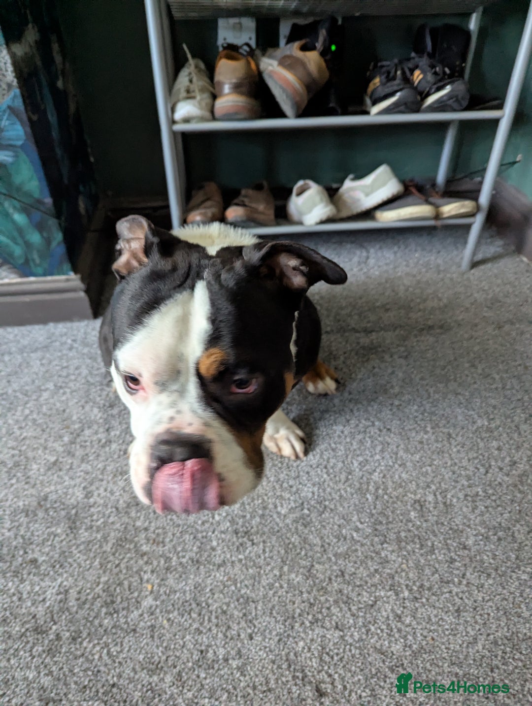 American Bulldog dogs for sale: Tank – Pocket Bulldog with Champion Bloodline - Image 1