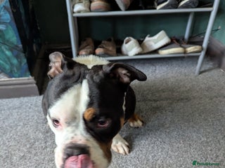 American Bulldog dogs - Advert 10