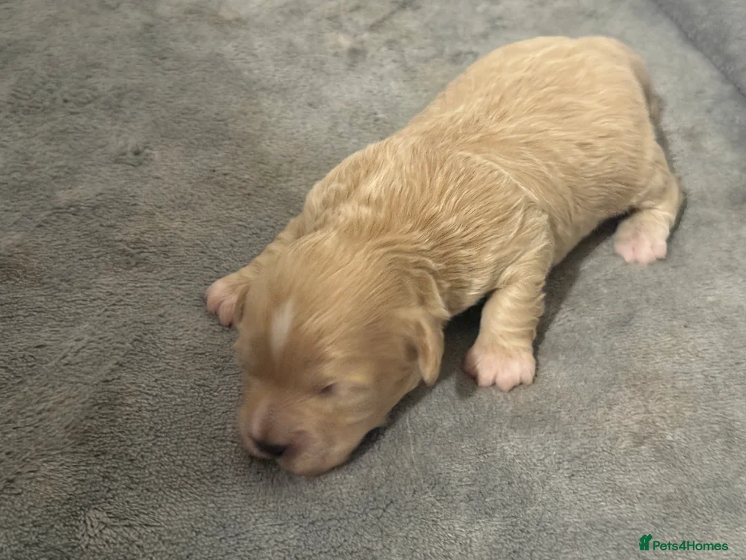 Shihpoo dogs for sale: 3x Shihpoo Male Puppies for sale - Advert 22