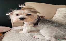 Yorkshire Terrier dogs for stud: Tricolor Beauty  Yorkshire Terrier Biewer Stud Dog - Image 3
