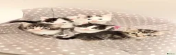 Mixed Breed cats for sale: Cute kittens - Advert 10