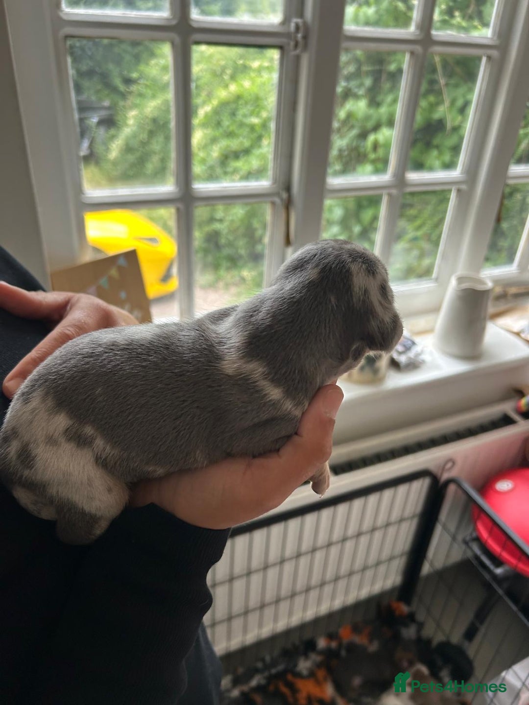 Dachshund dogs for sale: Miniature Dachshund puppies  - Image 6