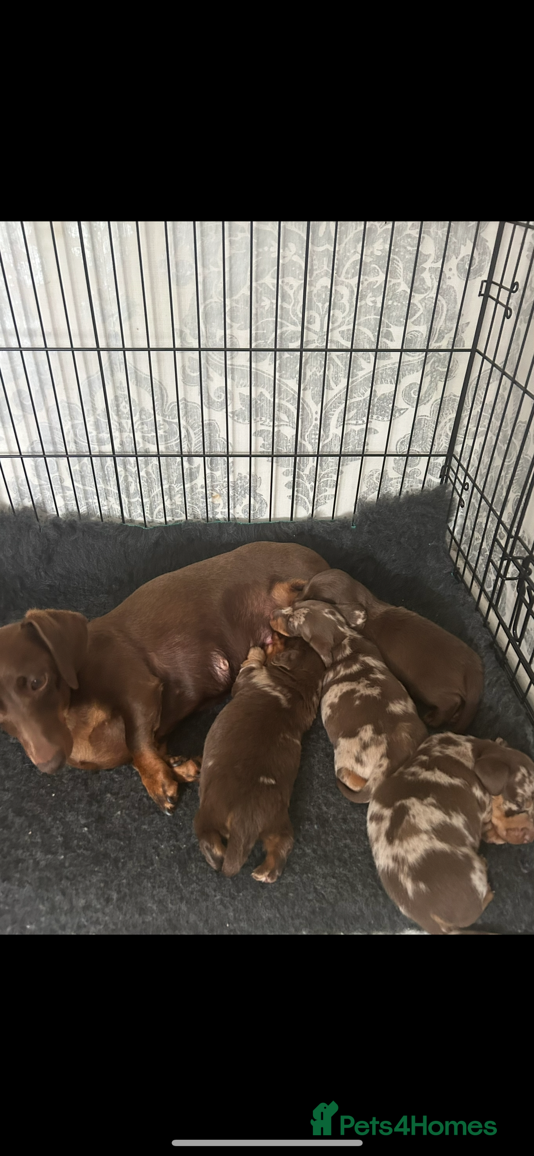 Dachshund dogs for sale: Dachshund puppies  - Image 20