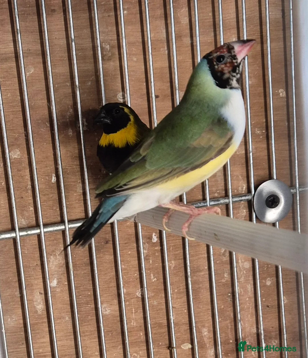 Parakeets birds for sale: Finches canarys doves parakeets parrots  - Advert 35