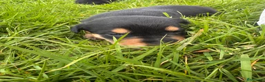 Huntaway Puppy 2