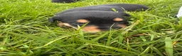Huntaway dogs for sale: Beautiful huntaway puppies  in Carmarthen - Advert 6