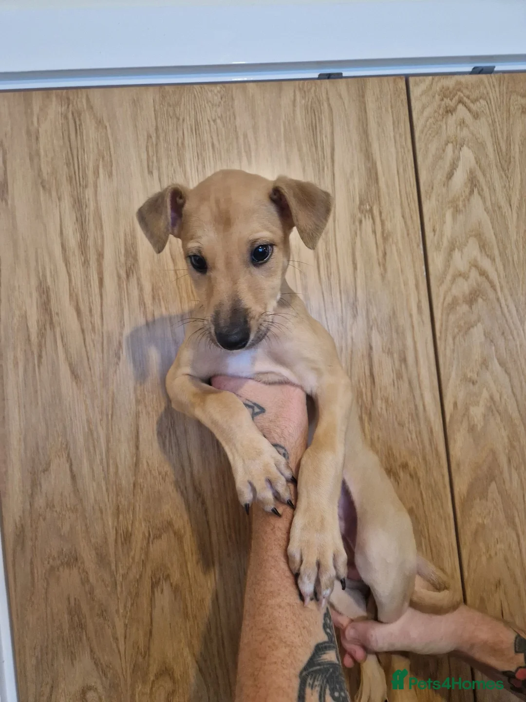Lurcher dogs for sale: Alaunt x bullgrey lurchers in Dunfermline - Advert 9