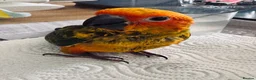 Conures birds for sale: 1 left to reserve hand rearing 3 sun conures - Advert 5