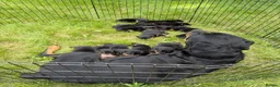 Rottweiler dogs for sale: zbiojde Stunning Rottweiler Puppies Ready Now in Paisley - Advert 4