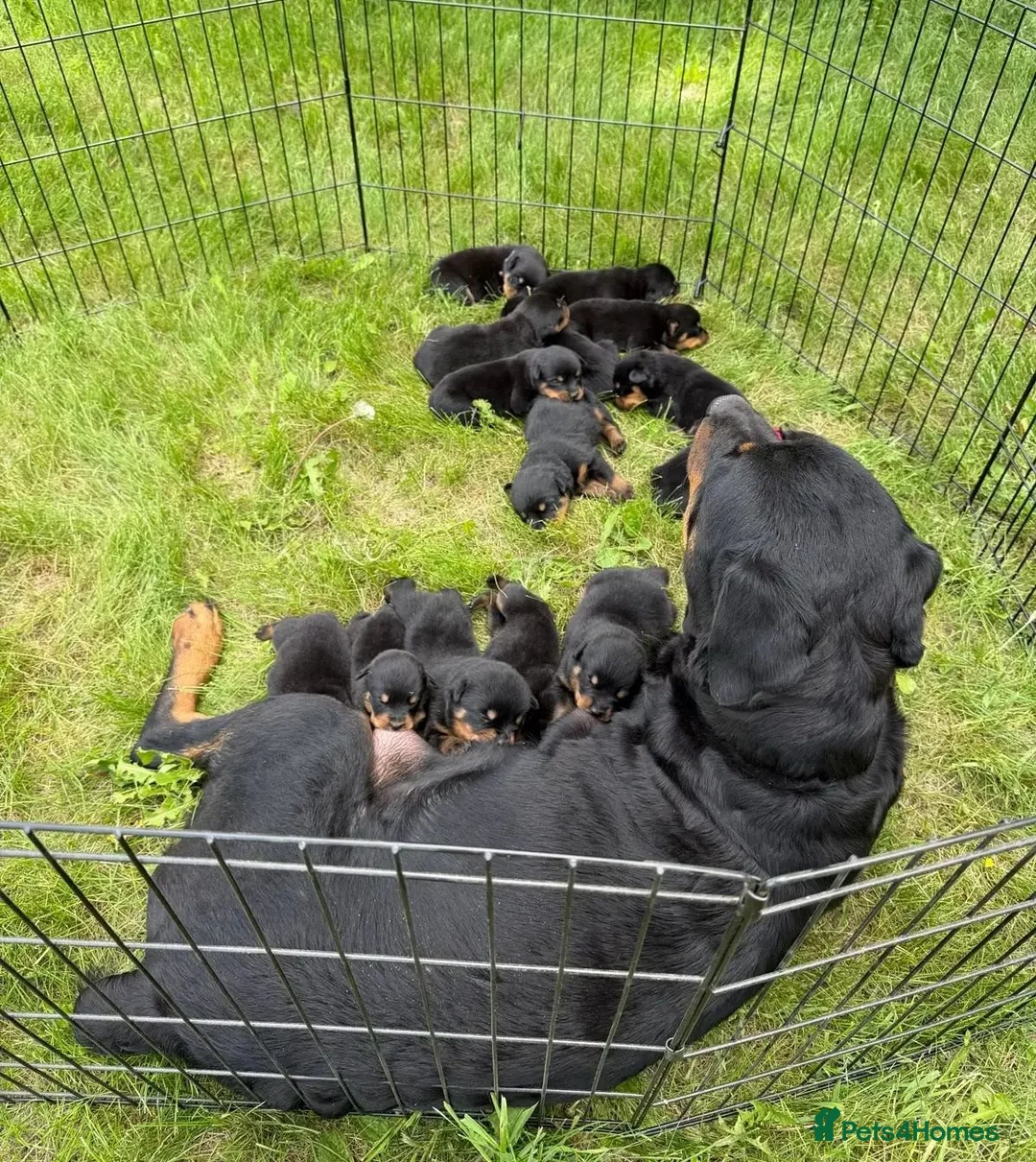 Rottweiler dogs for sale: zbiojde Stunning Rottweiler Puppies Ready Now in Paisley - Advert 4