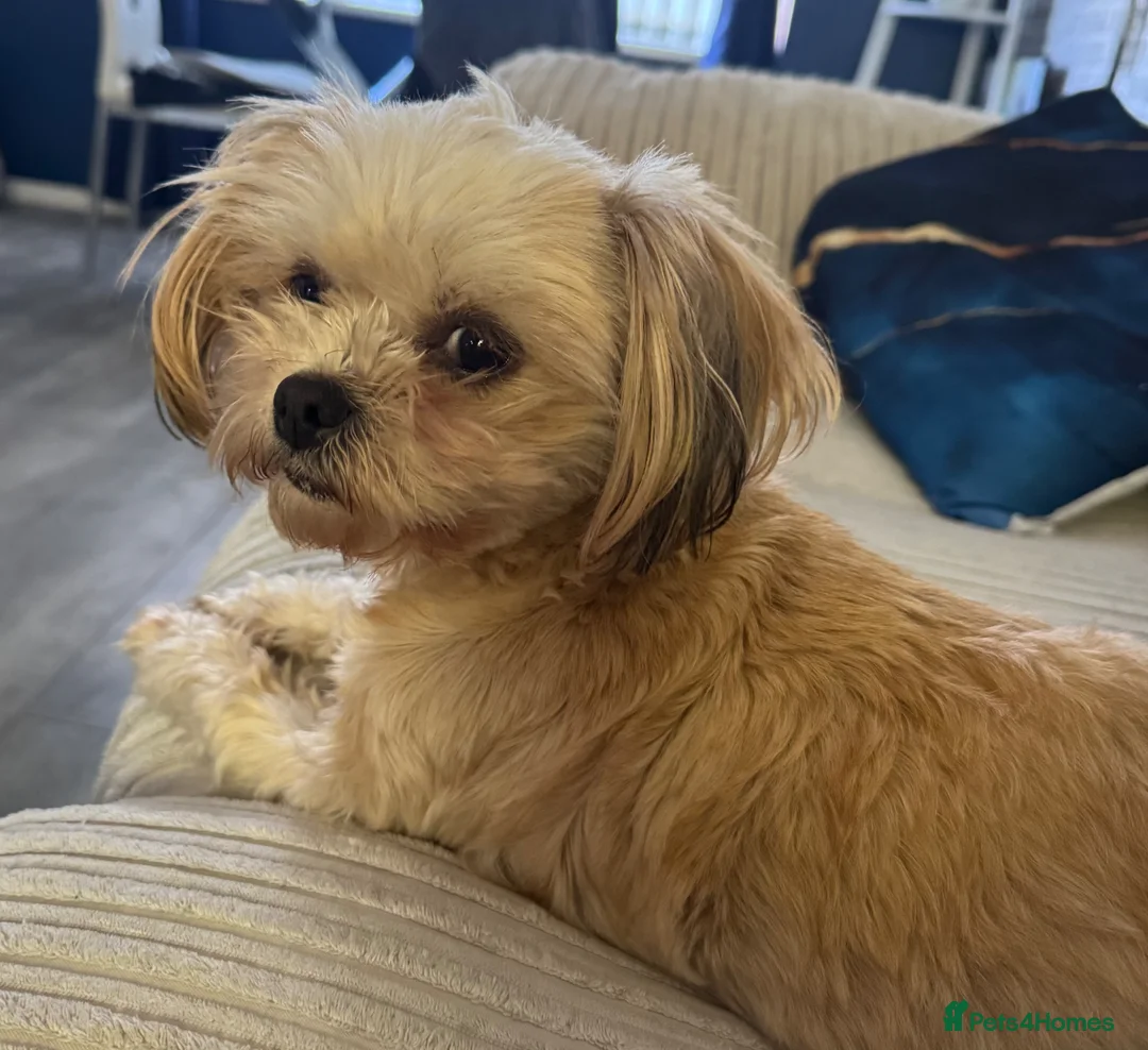 Shih Tzu dogs for sale: Puppies due in 3 weeks  in Birmingham - Advert 1