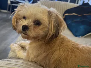 Shih Tzu dogs Puppies due in 3 weeks - Advert 14