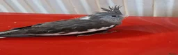 Cockatiels birds for sale: Juvenile Tame Cockatiels  - Advert 6