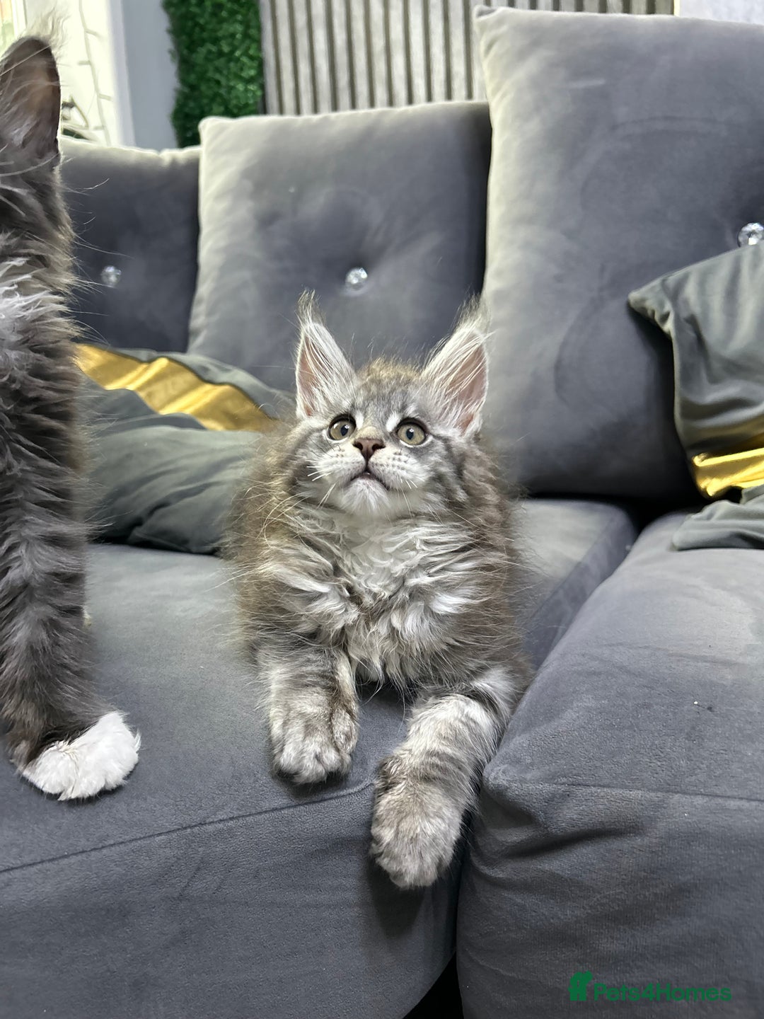 Maine Coon cats for sale: Maine Coon kitten  - Image 5