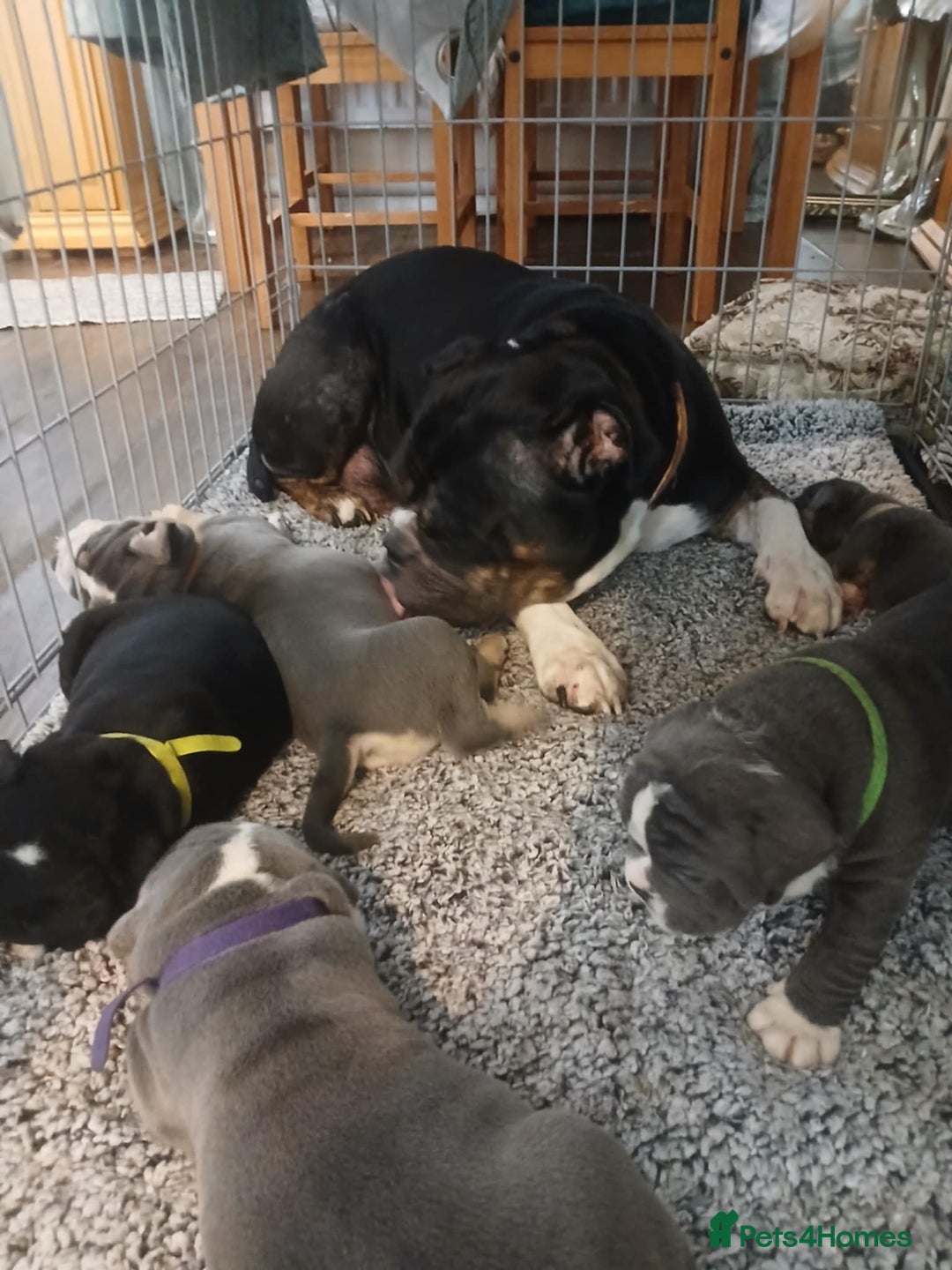 Olde English Bulldogge dogs for sale: Beautiful Litter OLDE ENGLISH BULLDOG  - Image 4
