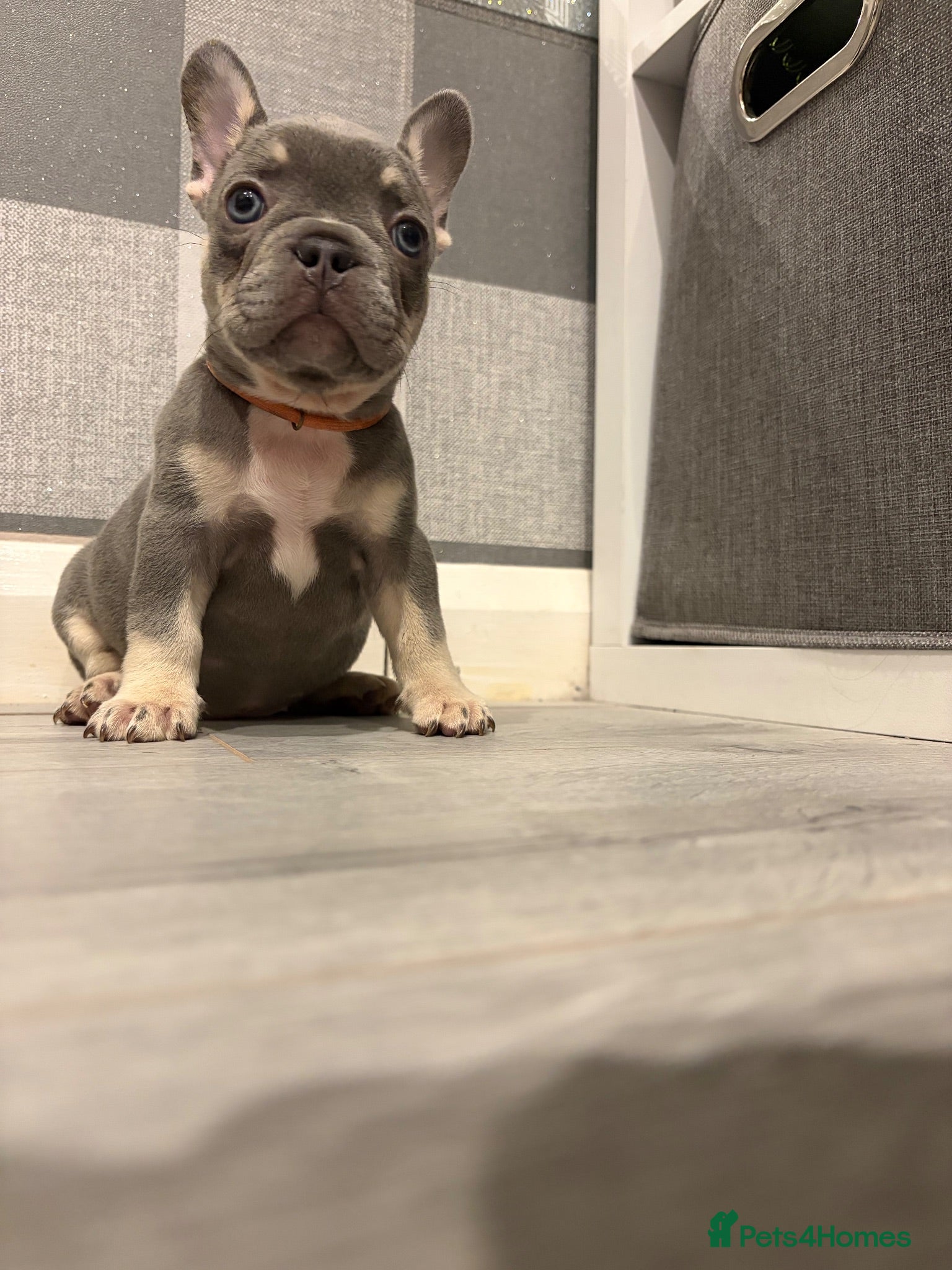 French Bulldog dogs All reserved French bulldog puppies kc reg - Advert 2