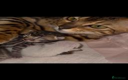 Bengal cats for sale: BENGAL KITTENS FOR SALE - Image 11