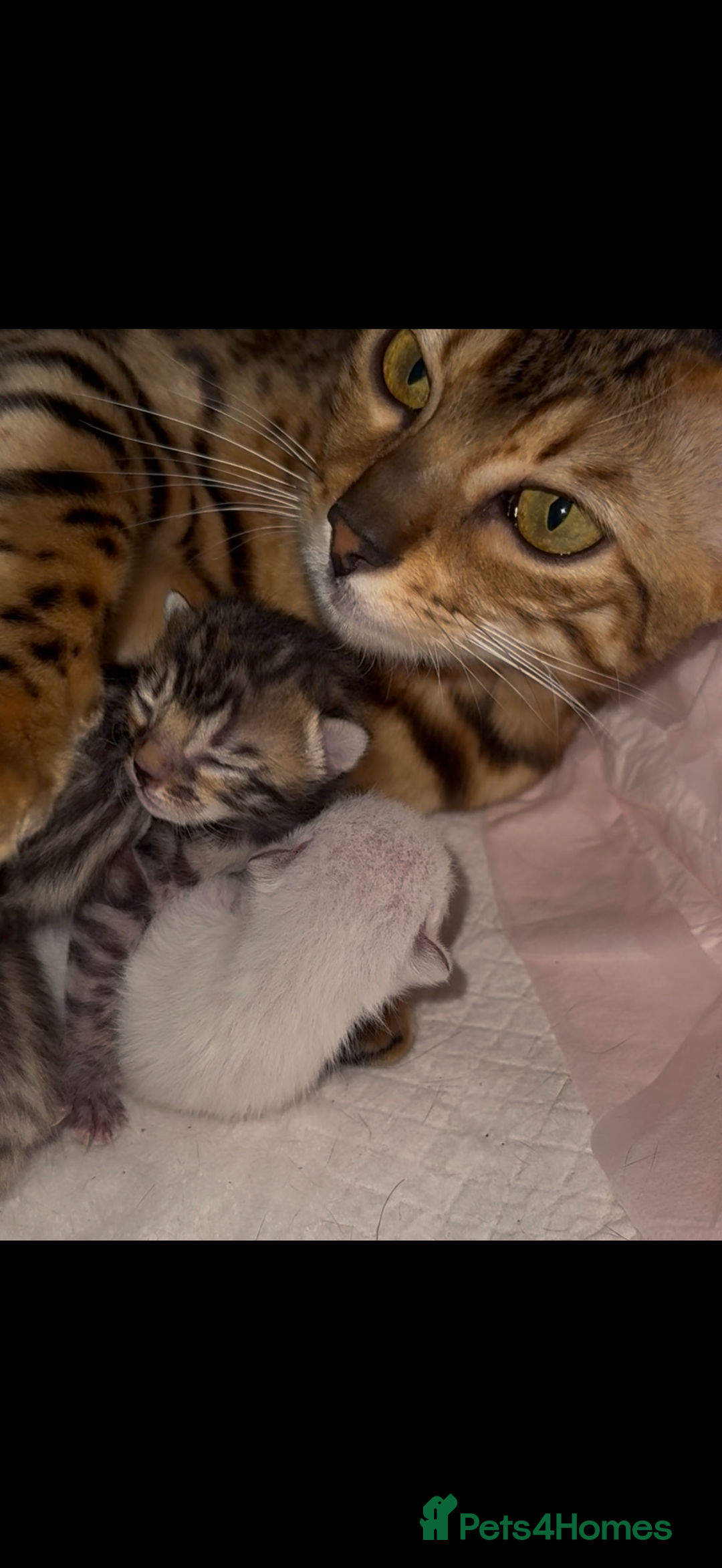 Bengal cats for sale: BENGAL KITTENS FOR SALE - Image 11