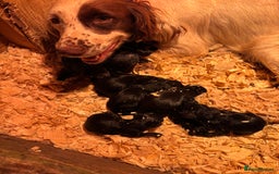 Springador dogs for sale: 7 week old springador puppies male and female  - Image 6