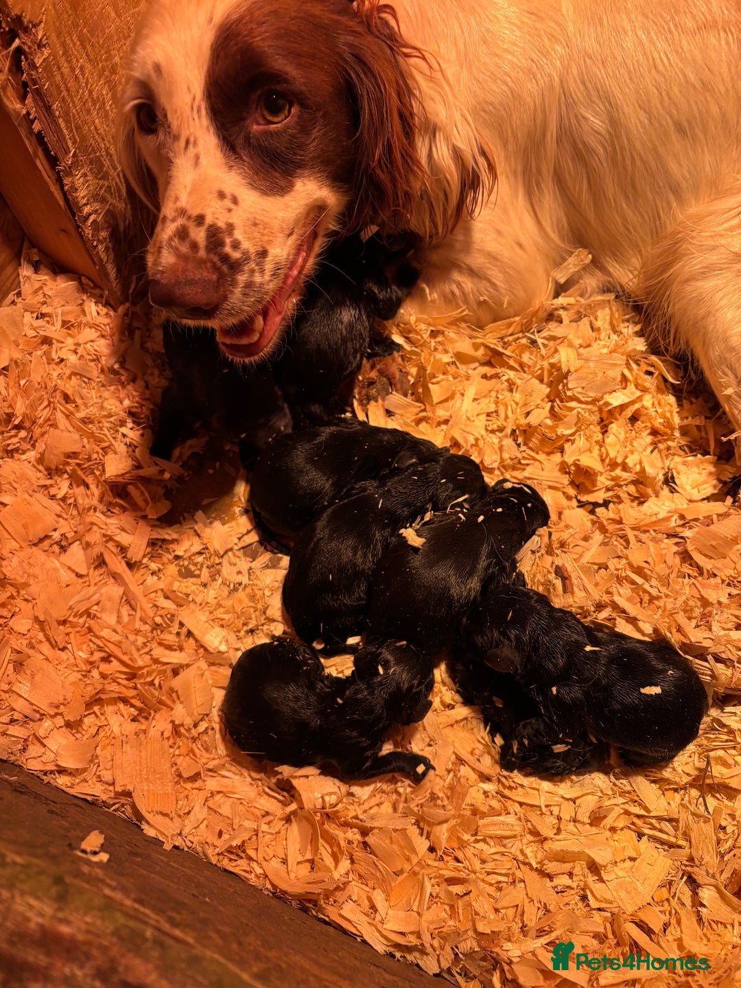 Springador dogs for sale: 7 week old springador puppies male and female  - Image 6