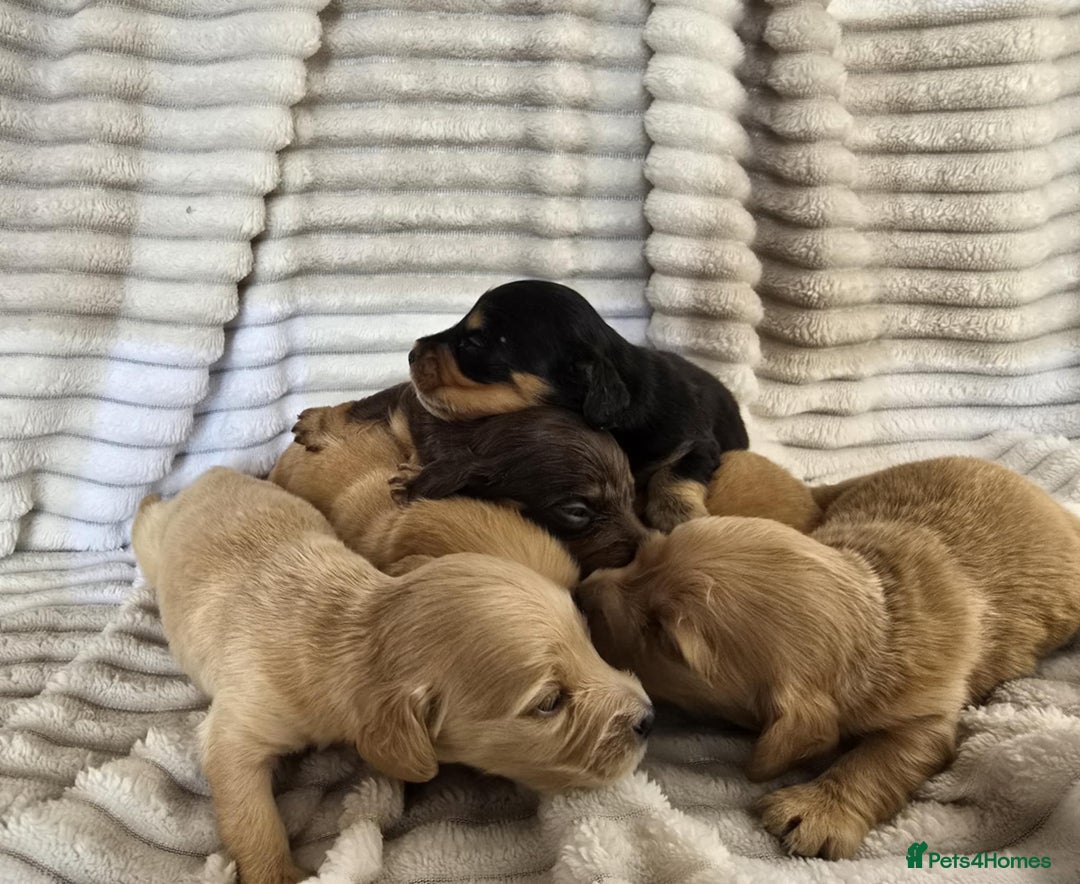 Miniature Dachshund dogs for sale: Longhair mini Dutchund - Image 5