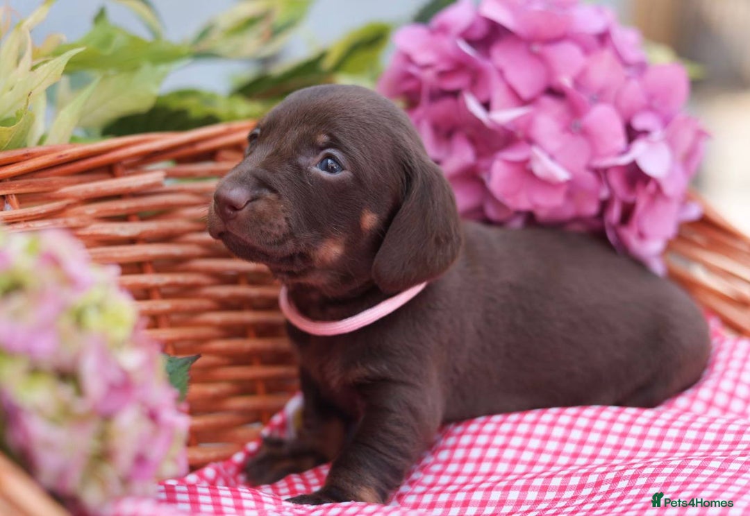 Dachshund dogs for sale: KC Miniature dachshunds puppies  - Image 13
