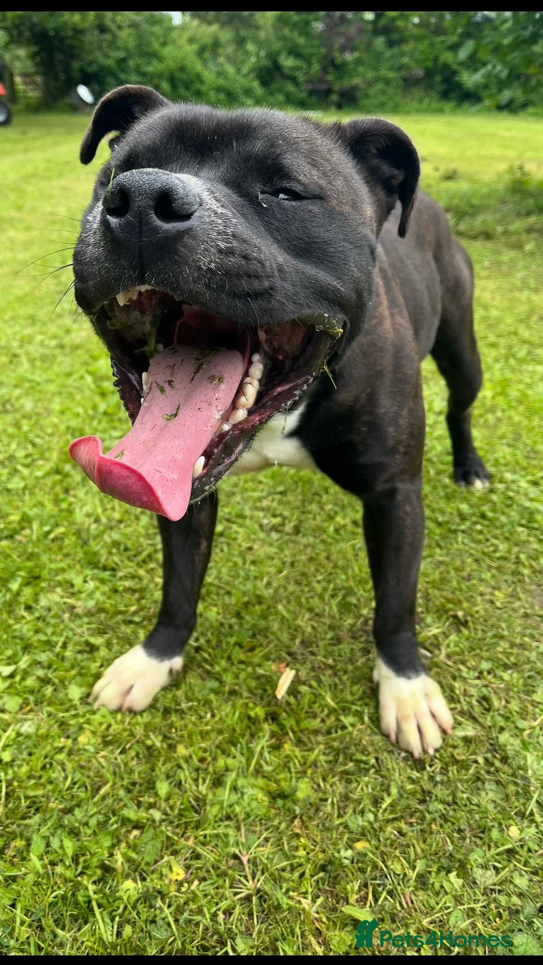 Staffordshire Bull Terrier dogs for sale: Heartbreaking Decision to Rehome  - Advert 4