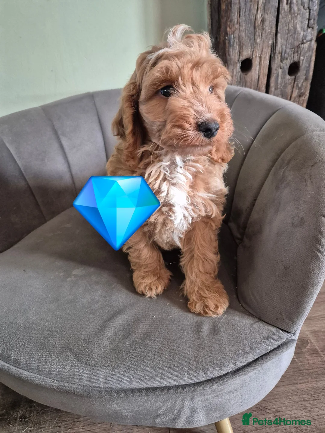 Cockapoo dogs for sale: Stunning cockapoos - Advert 9