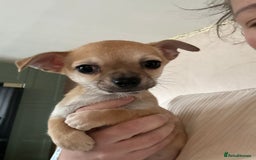 Chihuahua dogs for sale: 2 male puppies Ready to go  - Image 8