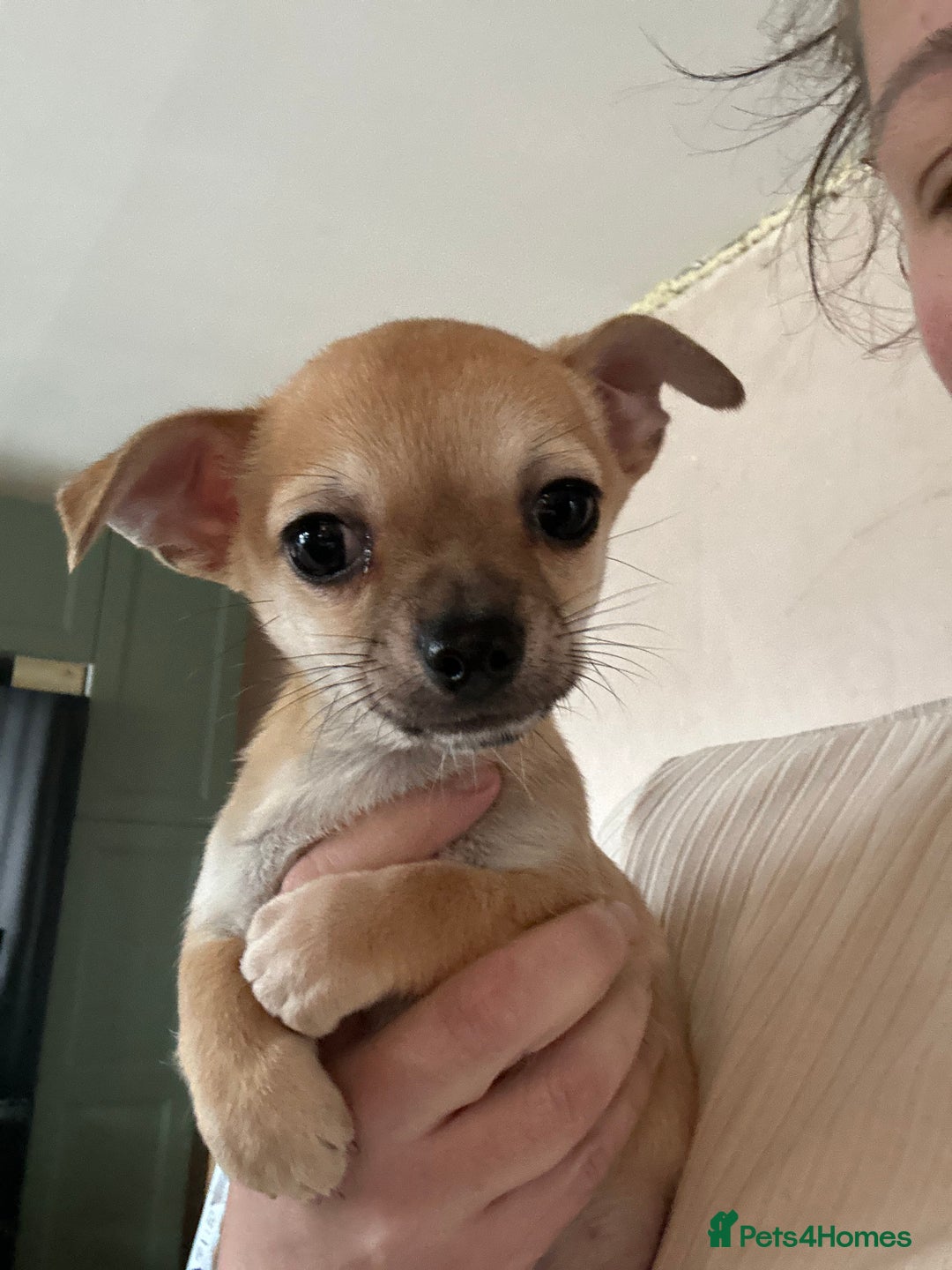 Chihuahua dogs for sale: 2 male puppies Ready to go  - Image 8