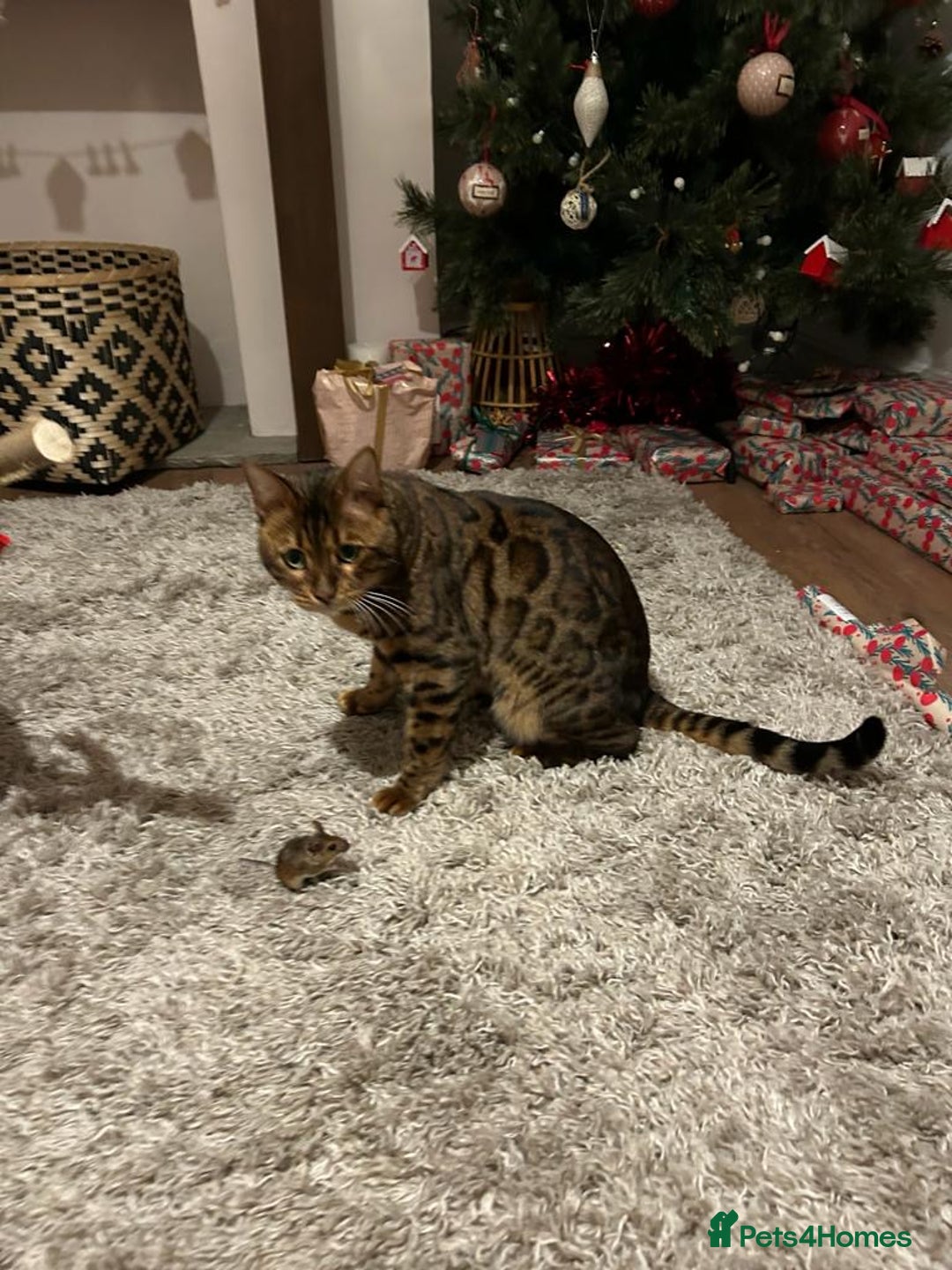 Bengal cats for sale: 5 year old male bengal cat.  - Advert 17