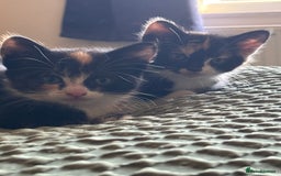 Mixed Breed cats for sale: 3 adorable kittens ready for their forever homes - Image 12