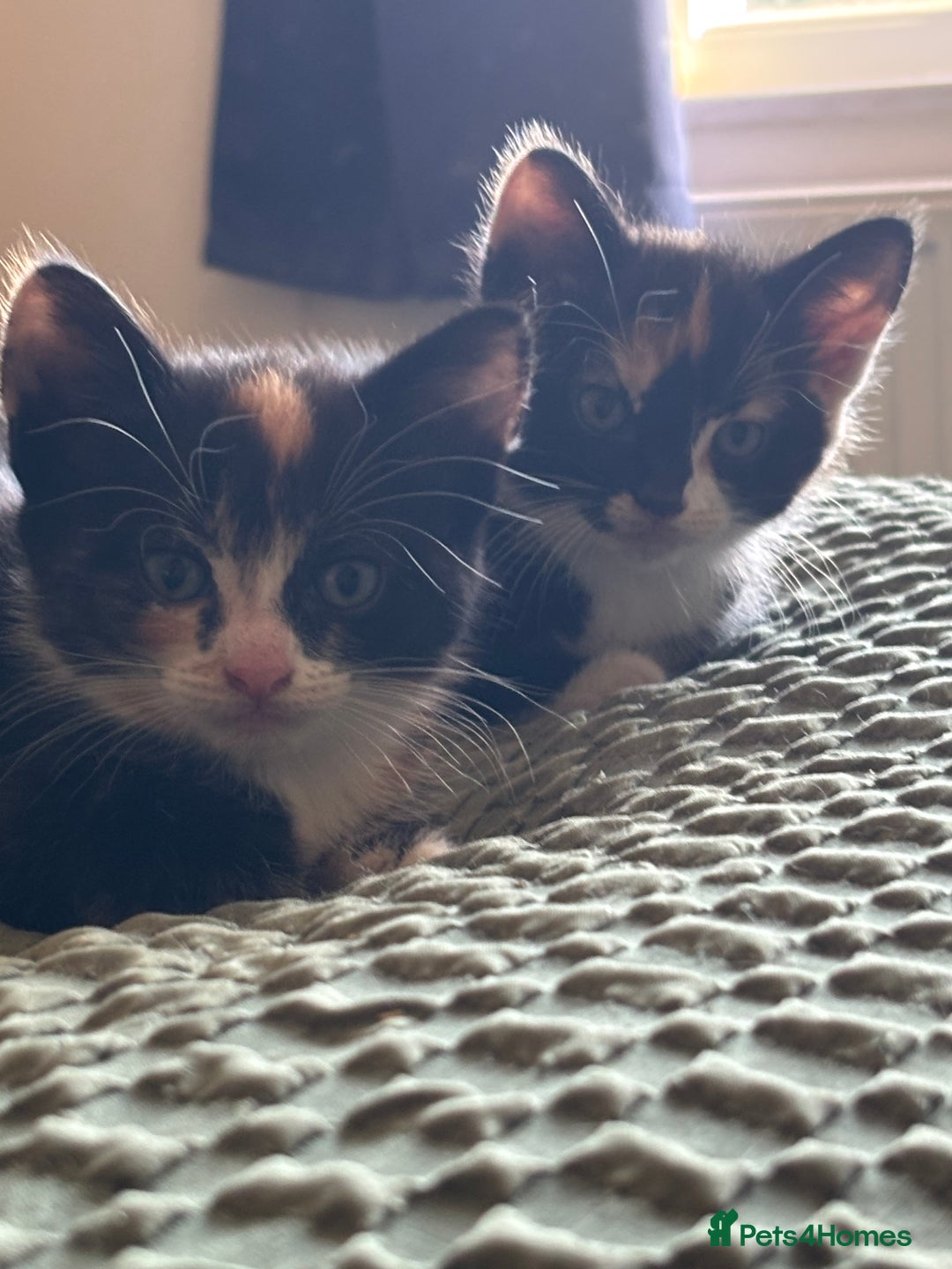 Mixed Breed cats for sale: 3 adorable kittens ready for their forever homes - Image 12