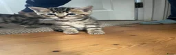 Mixed Breed cats for sale: Seven Tabbies from our Lucky Black Cat - Advert 2