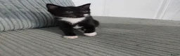 Mixed Breed cats for sale: Kittens in Truro - Advert 6
