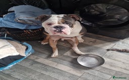 Olde English Bulldogge dogs for sale: olde English Bulldog - Image 4