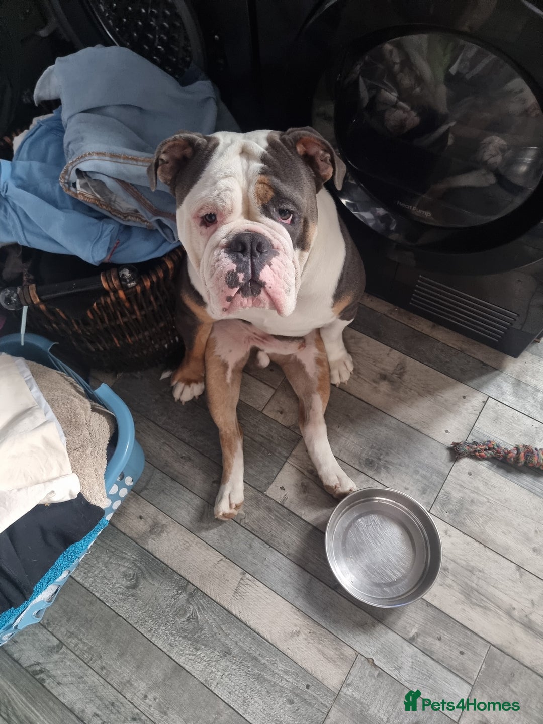 Olde English Bulldogge dogs for sale: olde English Bulldog - Image 4