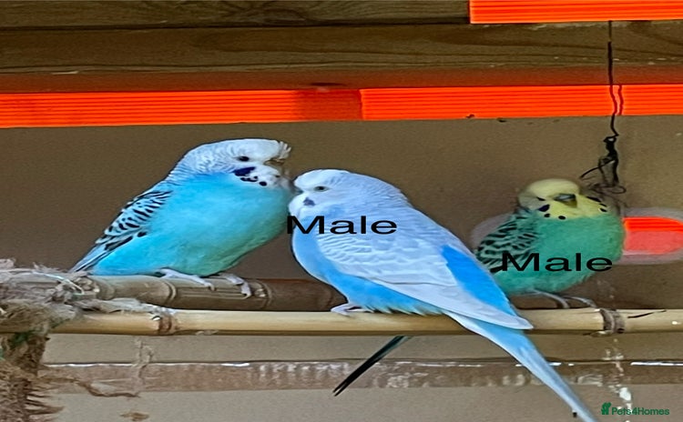 Budgerigars birds - Advert 4
