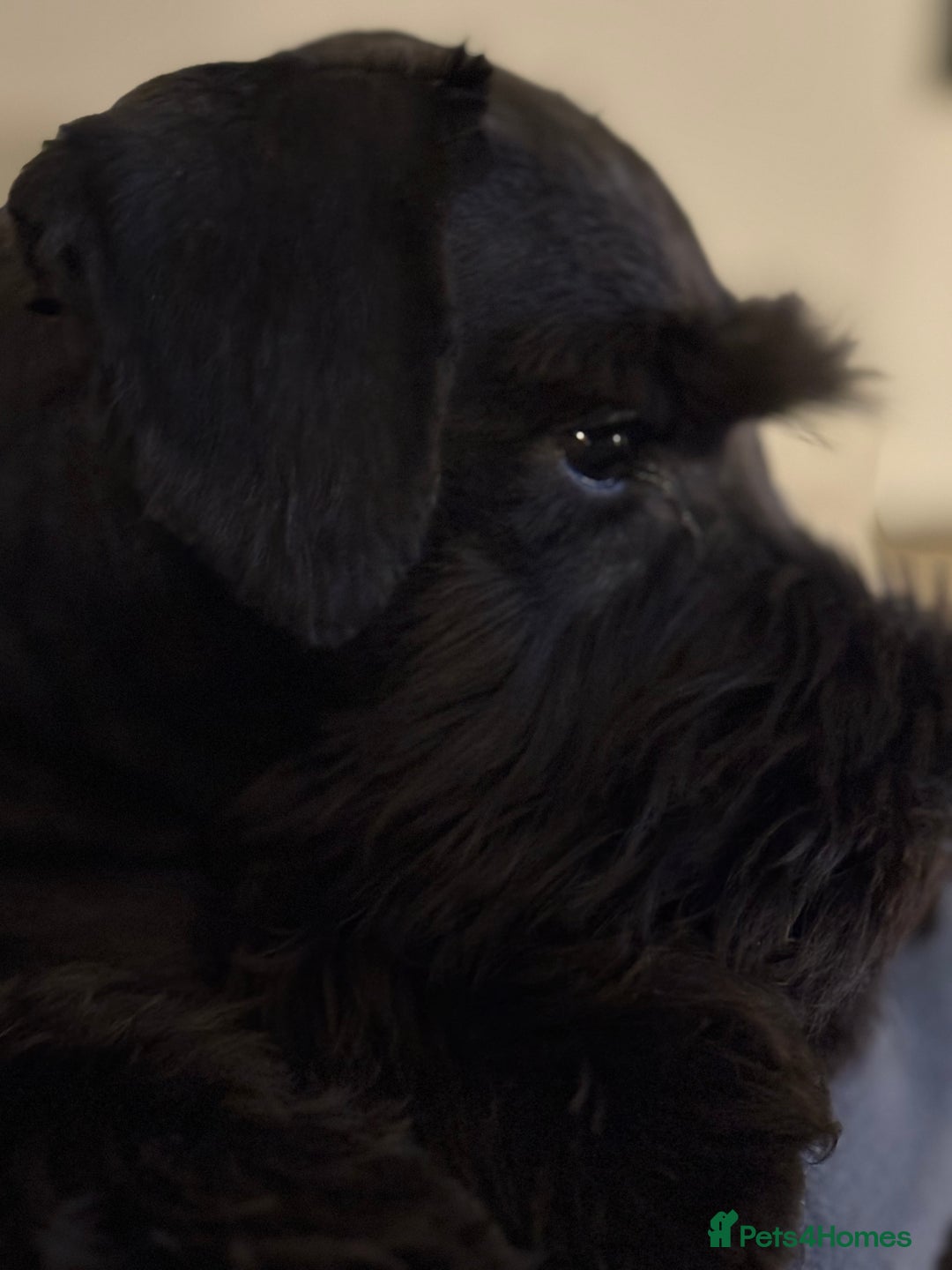 Miniature Schnauzer dogs for sale: Black mini schnauzer puppy 15 weeks old  - Advert 4