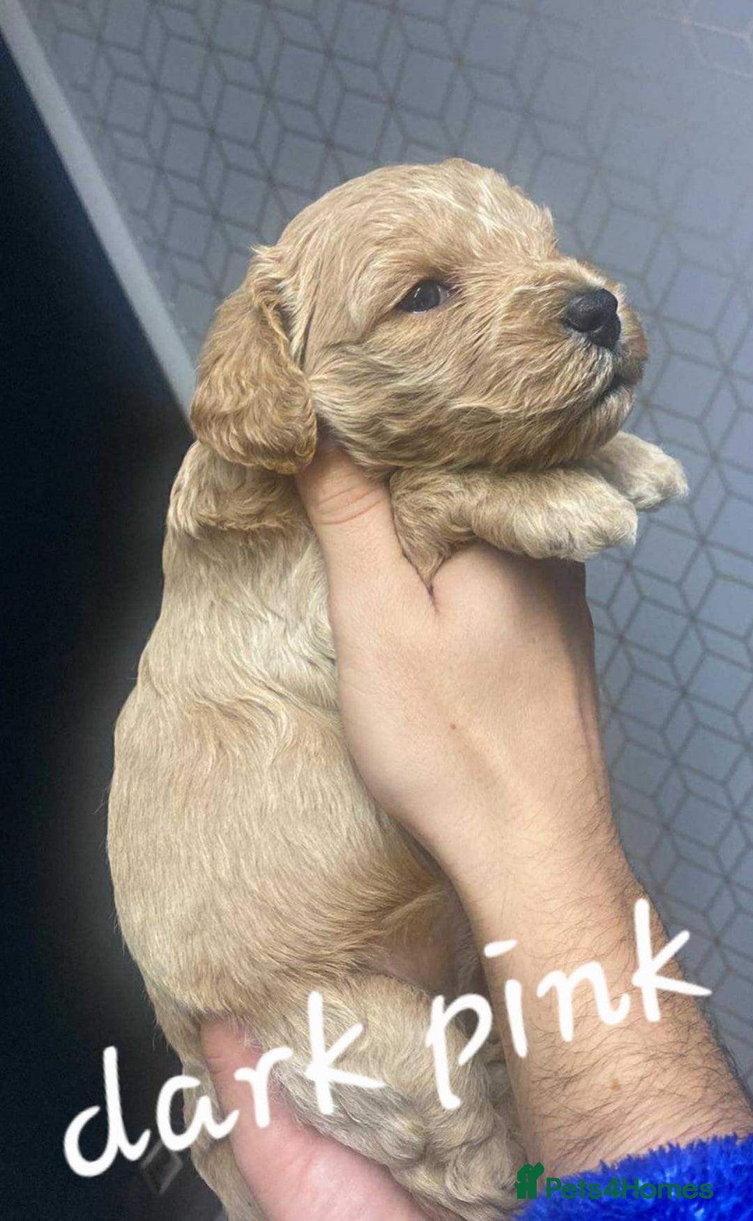 Mixed Breed dogs for sale: Beautiful female available ready to leave 1st nov - Image 19