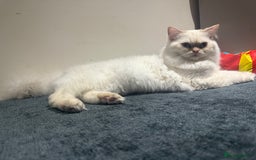 Persian cats for sale: White male Persian kitten  - Image 7