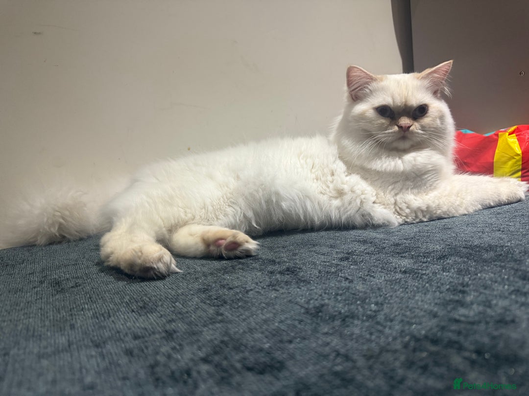 Persian cats for sale: White male Persian kitten  - Image 7