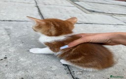 Mixed Breed cats for sale: loved and cared for kittens looking for new home🥹 - Image 20