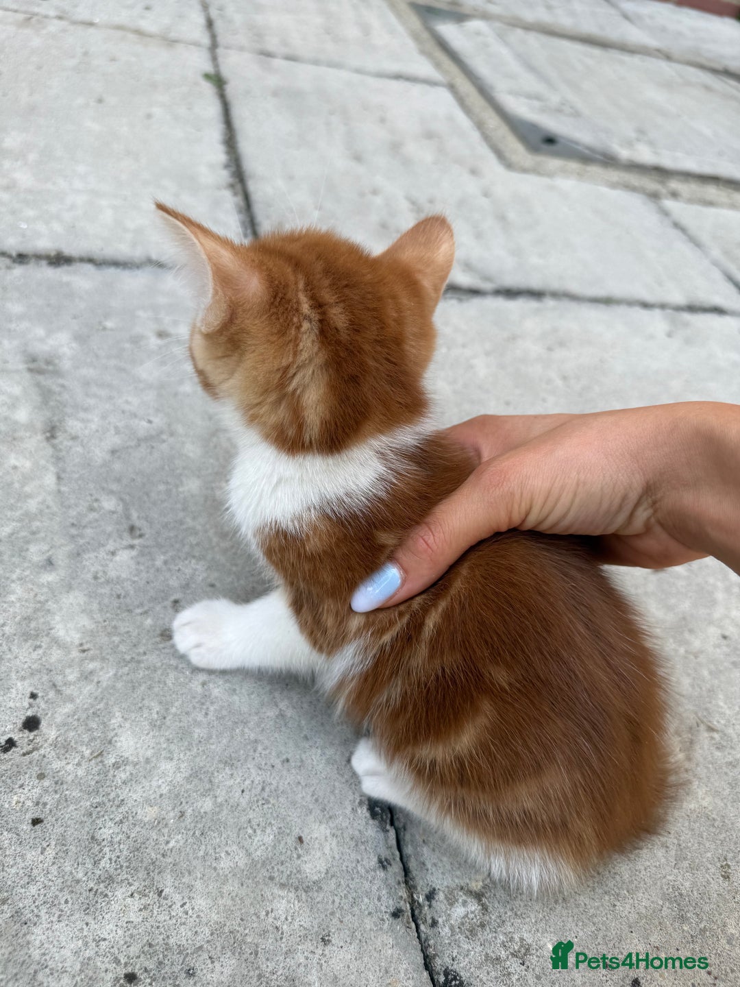Mixed Breed cats for sale: loved and cared for kittens looking for new home🥹 - Image 20