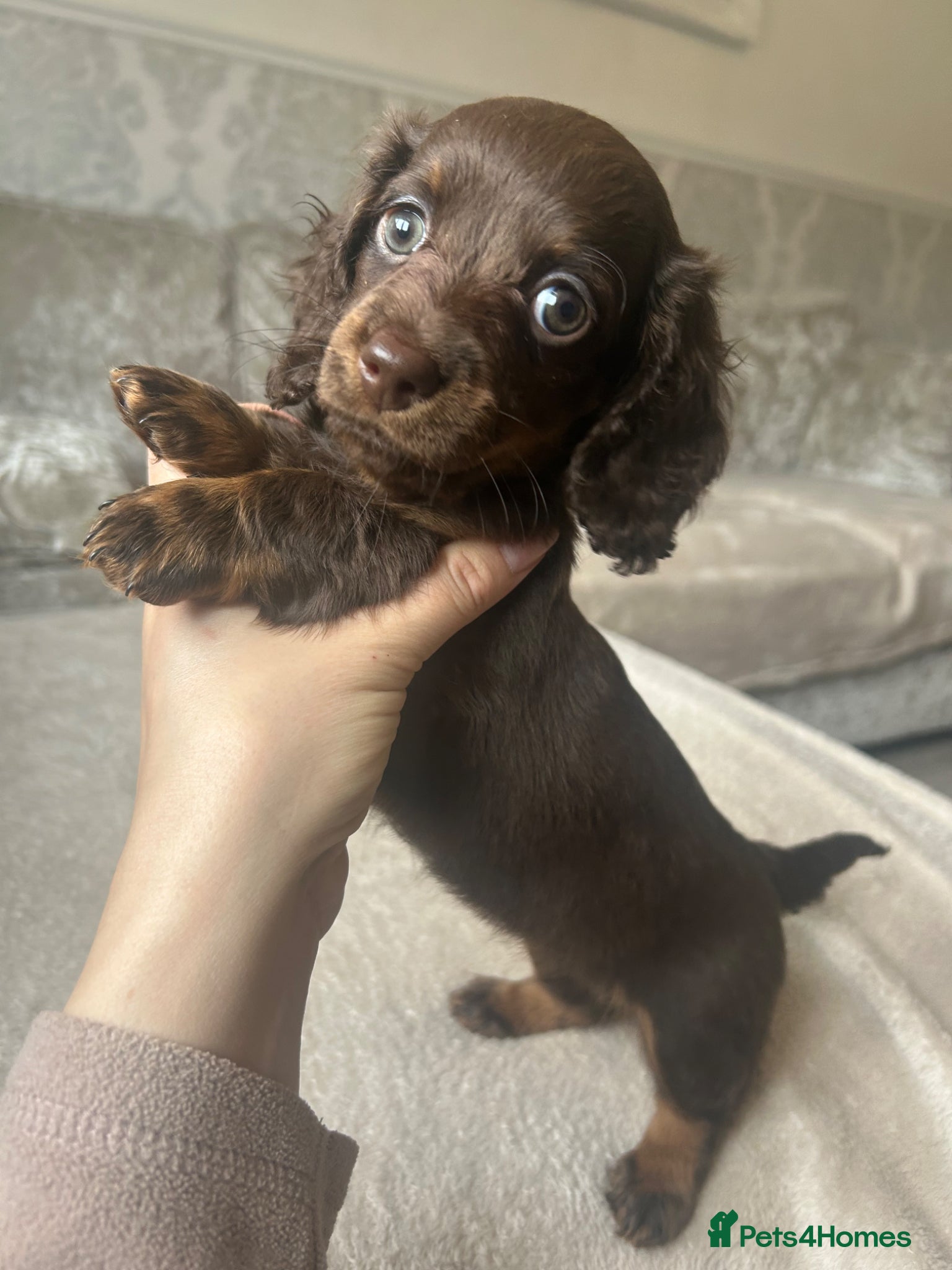 Miniature Dachshund dogs Long hair miniature dachshund puppies  - Advert 2